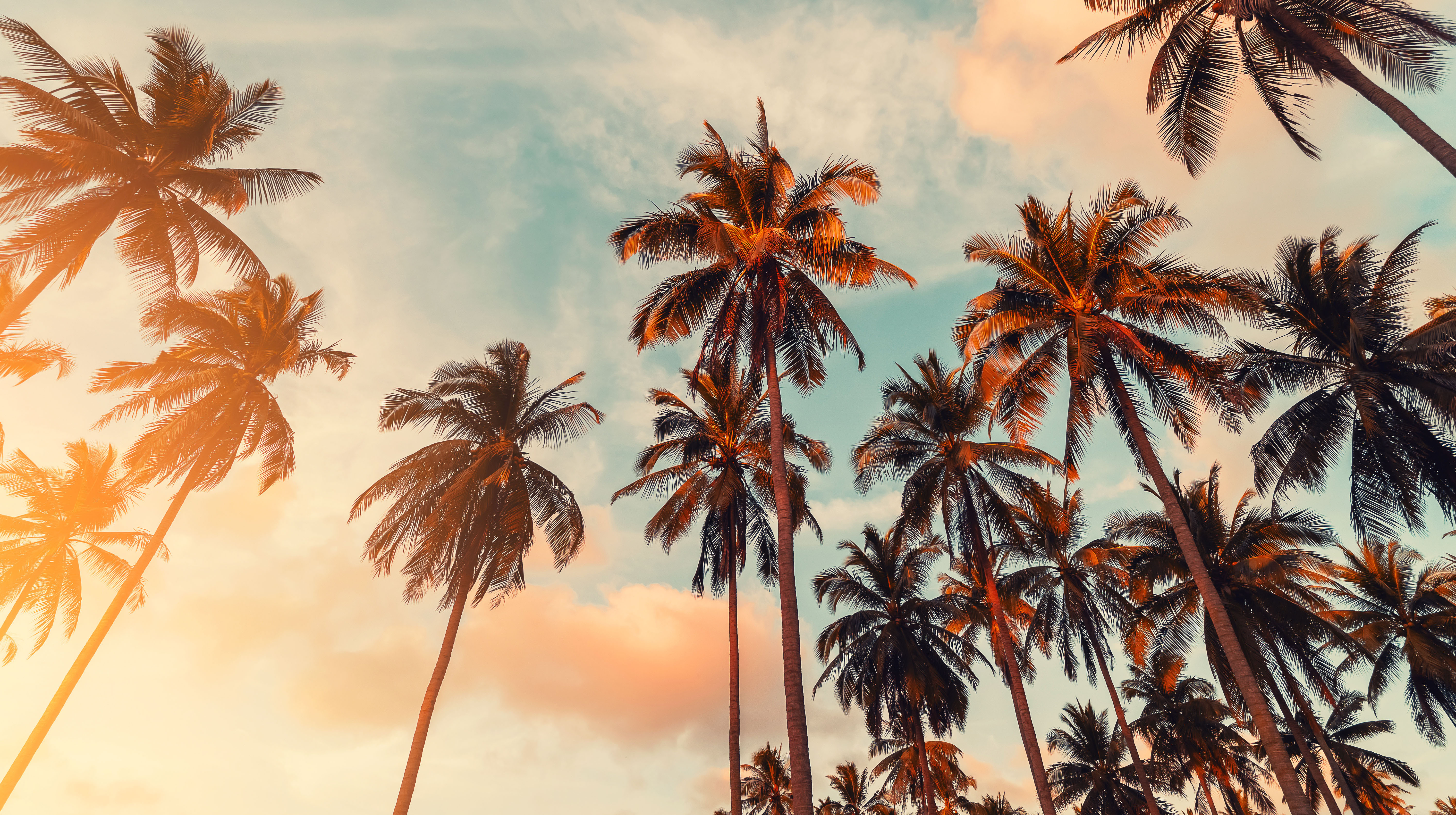 Copy space of silhouette tropical palm tree with sun light on sunset sky and cloud abstract background. Summer vacation and nature travel adventure concept. Vintage tone filter effect color style.