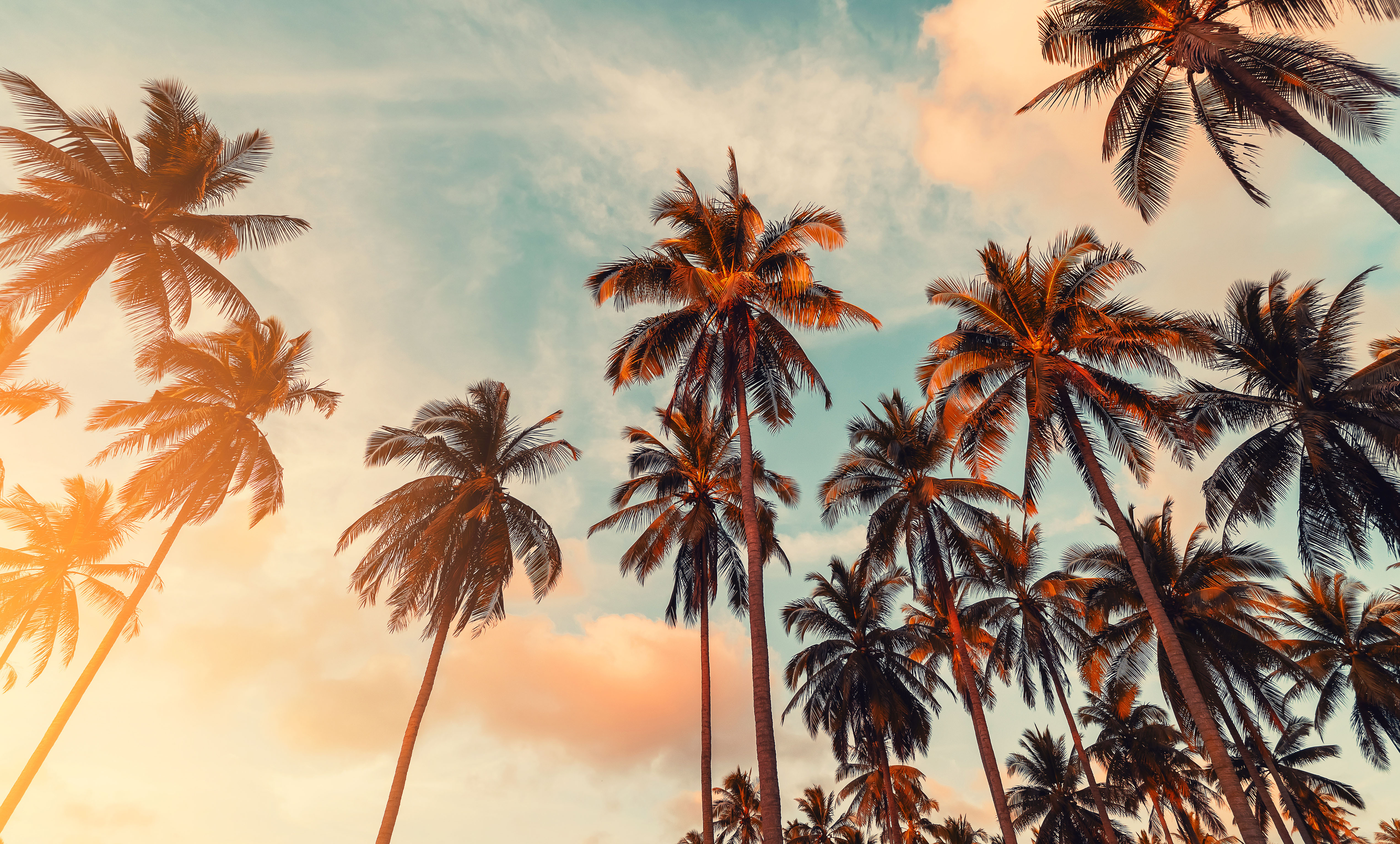 Palm trees in the sky line